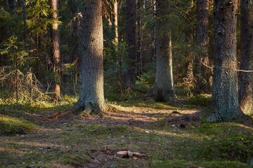 Wall Mural - Forest of Pines