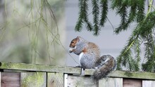 Cute Squirrel In Back Yard, City Wildlife, Gray And Brown Squirrel Eats A Snack While Standing On A Wooden Fence