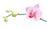 Fototapeta Storczyk - Jasno różowa orchidea - gałązka z pąkami i pięknym rozwiniętym kwiatem. Ręcznie rysowana botaniczna ilustracja.	
