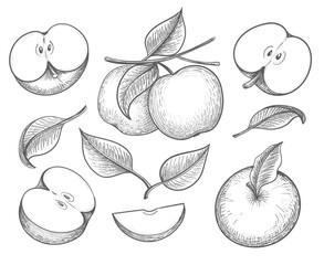Wall Mural - apples retro sketch
