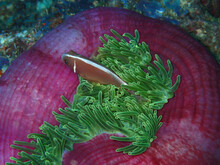Close Up Of Fish And Green Anemone