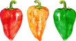 Watercolor sweet bell Bulgarian pepper vegetable set isolated art