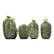 Barrel Cactus - Cluster Front View