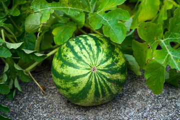 Wall Mural - close up on watermelon growing in the home garden