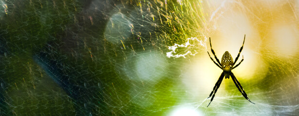 Banner Spider web poisonous animal beauty in nature with copy space. Panorama Black spider netting silk web spiral in sunlight summer vibrant color. Poison animal wildlife green nature backgrounds