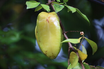 Canvas Print - Cambodia. Averrhoa carambola is a species of tree in the family Oxalidaceae native to tropical Southeast Asia; it has a number of common names, including carambola, star fruit and five-corner.