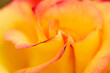 Leinwanddruck Bild - Fashionable red frilled apricot colored flowerhead, closeup macro texture photography.