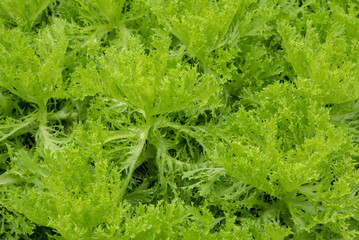 Wall Mural - Vegetable salad organic background