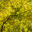 Kolorowe liście drzewa na tle nieba jesienią