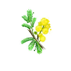 Acacia arabica Babul ayurvedic herb digital art illustration with text isolated on white. Healthy organic spa plant widely used in treatment, for preparation medicines for natural usages