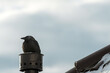 Black carrion crow bird on house chimney in winter