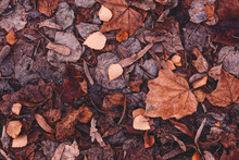 Dry Brown Leaves Fallen On The Ground As Autumn Season Background