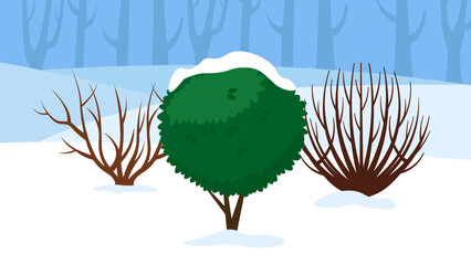 Poster - boxwood in the snow in a snowy forest