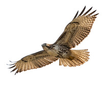 Common Buzzard In Flight Isolated Png