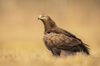 Birds of prey - lesser spotted eagle in flight (Aquila pomarina)