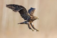 Birds Of Prey - Lesser Spotted Eagle In Flight (Aquila Pomarina)