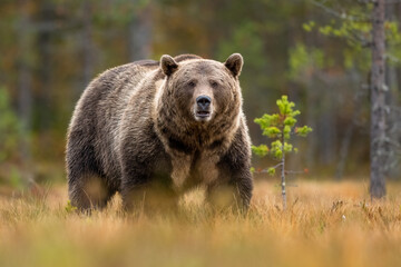 Wall Mural - Big brown bear in autumn before hibernation