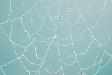 Raindrops On The Spider Web In Rainy Days, Blue Background