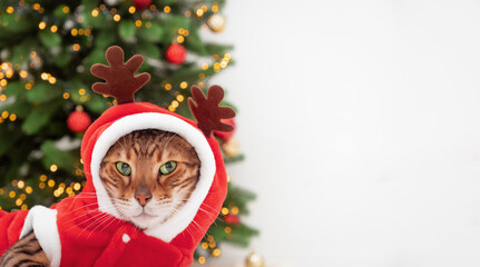 Wall Mural - Red bengal cat wearing deer costume with horns, antlers, lying near Christmas tree looking at camera on white background.Cute,funny,serious pet,animal festive celebration card, copy space.