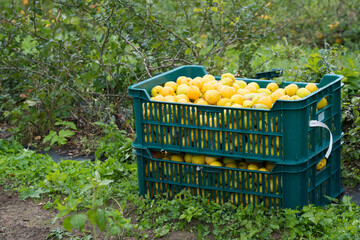 Wall Mural - Freshly harvested quinces in a crate on the grass in the garden ( (Cydonia oblonga)