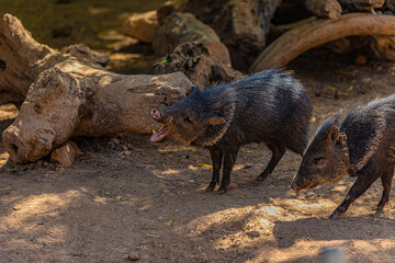 portrait of two small wild pigs