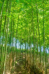 Bamboo forest in Mu Cang Chai, Yen Bai, Vietnam. Beautiful green natural background. Nature and background concept.