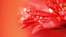 Red Gerbera Flower With A Small Drop Of Water.