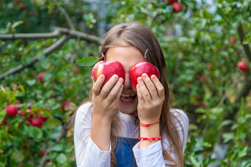 Wall Mural - A child harvests apples in the garden. Selective focus.