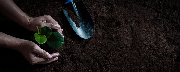 Wall Mural - top view of hands of the men was carrying seedlings to be planted into the soil, hand holding young 