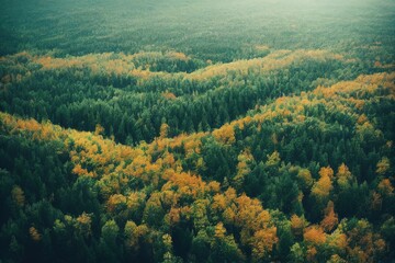 Poster - Beautiful orange and red autumn forest, many trees on the orange hills