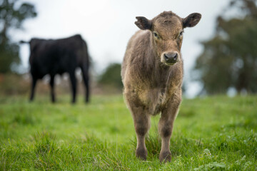 Wall Mural - Stud Angus, wagyu, speckle park, Murray grey, Dairy and beef Cows and Bulls grazing on grass and pasture in a field. The animals are organic and free range, being grown on an agricultural farm