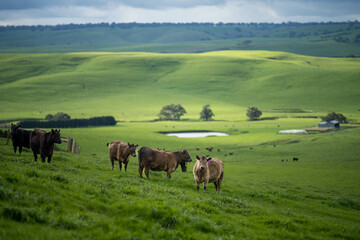 Wall Mural - organic, regenerative, sustainable agriculture farm producing stud wagyu beef cows.