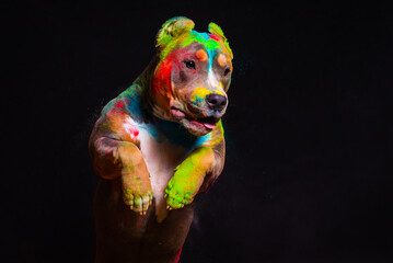 Wall Mural - The dog jumps in colors on a black background