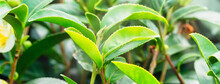 Beautiful Green Tea Crop Garden Rows Scene, Design Concept For The Fresh Tea Product.