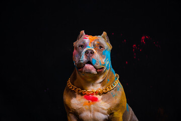 Wall Mural - Portrait of a fighting dog in paint on a black background.
