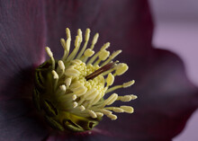 Macro Photo Of Yellow Stamens And Pistil Of A Purple Flower
