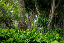 Tropical Jungle Or Botanical Garden