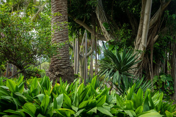 Wall Mural - tropical jungle or botanical garden