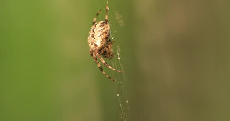 Spider on the web in the forest. Close-up.