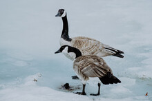 Country Goose On Snow