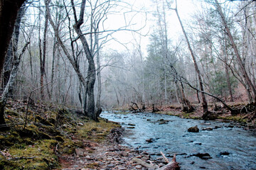 A gentle stream flowing through a foggy wood