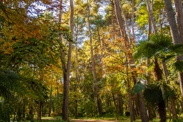 Autumn park. Red and yellow park. Colorful landscape with beautiful enchanted trees with orange and red leaves in fall. Mystical woods in october.