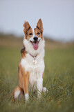 Fototapeta Konie - Brown mixed breed dog with tongue out and happy face on the walk