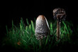 The shaggy ink cap of dung mushroom. White coprinus comatus. Dark background. Beauty in nature. Natural art wallpaper. Poisonous pair in green grass. Food ingredient. Night time. Flash backlight