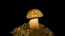 Timelapse Of Blusher Fungi (Amanita Rubescens) Growing On Black Background