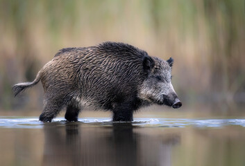 Fototapete - Wild boar close up ( Sus scrofa )