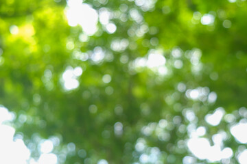 abstract blurred green tree forest sunny day ecology