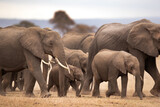 Fototapeta Natura - A herd of elephants with juvenile moving in Ambosli national park, Kenya