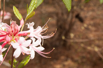 Red flower in a garden