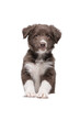 A cute happy brown puppy stands on its front paws and looks into the camera. The background is isolated Breed border collie.